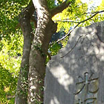 DSC01519.jpg